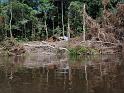 09 Illegal logging operation of apotre on Lukenie river in Bolingo forest